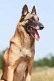 MALINOIS 757